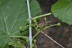 Cissus pallida